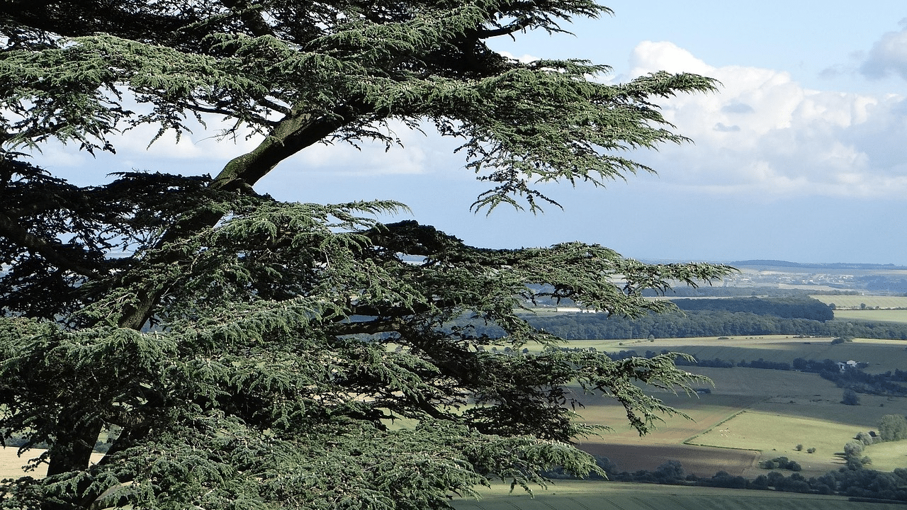 trim cedar tree