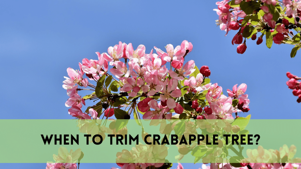 Trim Crabapple Tree in 4 Effective Steps | Expert Guide