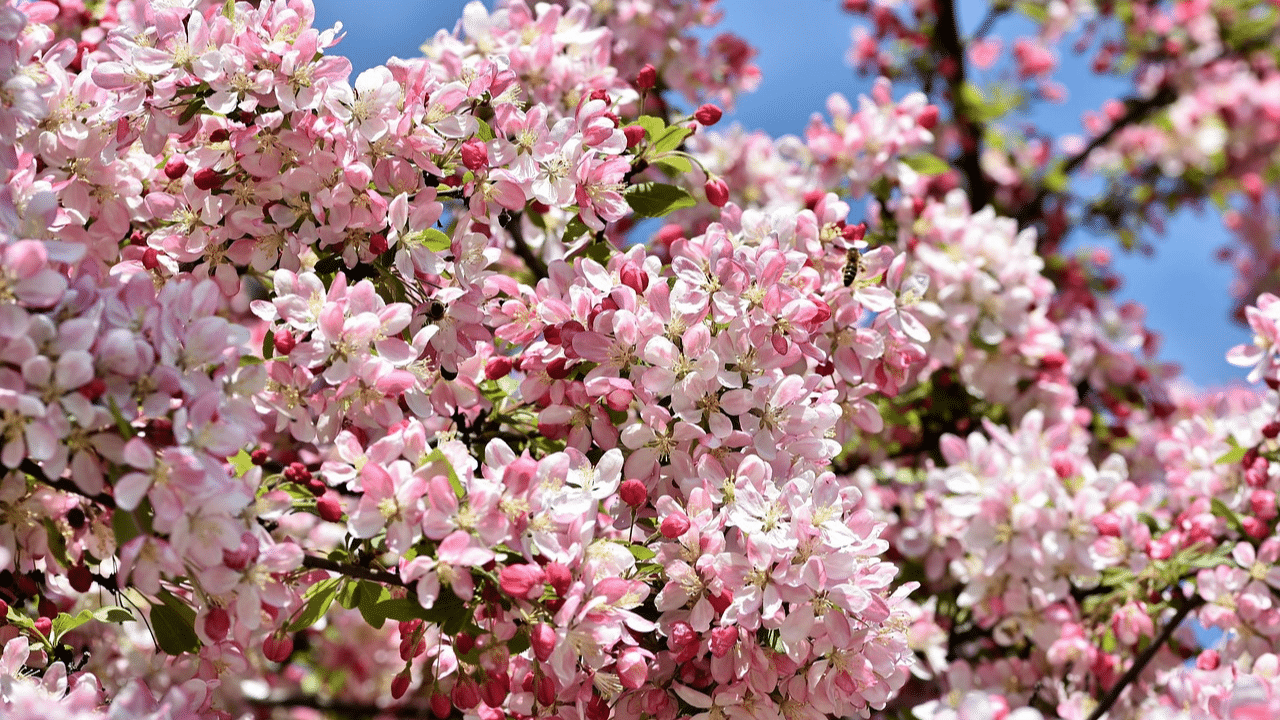 trim crabapple tree
