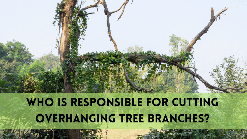 Cutting Overhanging Tree Branches | Legal Responsibilty Explaind