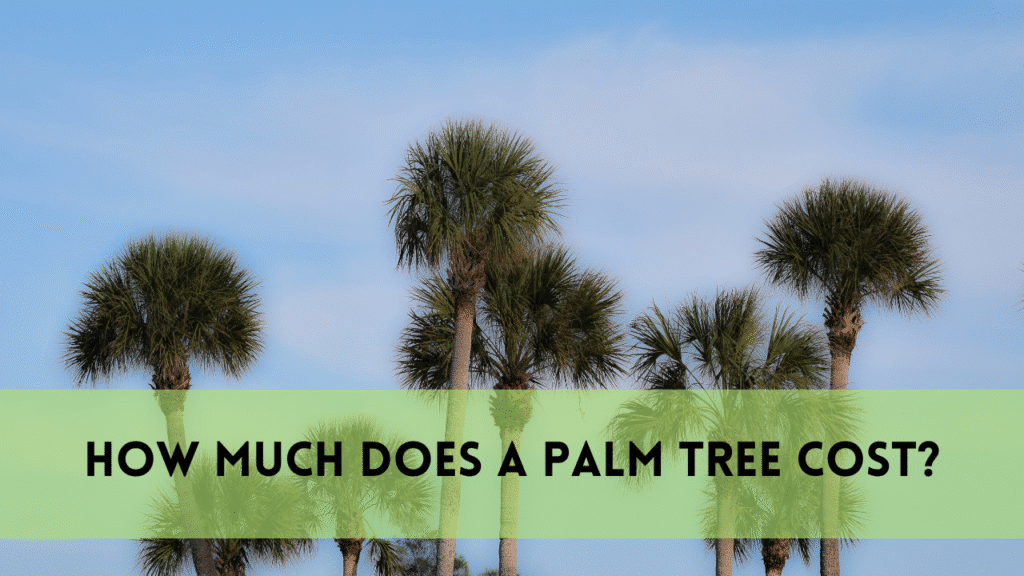 How Much Does a Palm Tree Cost? a Complete Pricing Guide