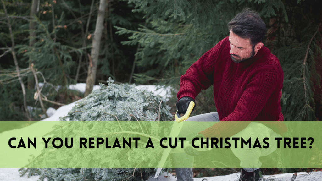 Can You Replant a Cut Christmas Tree? A Complete Guide