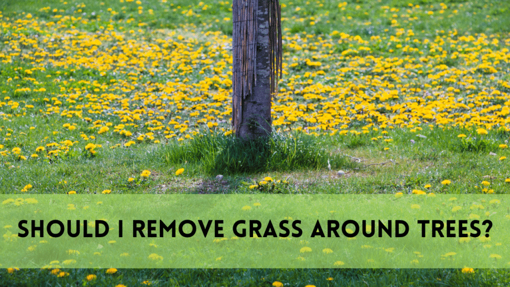 should i remove grass around trees