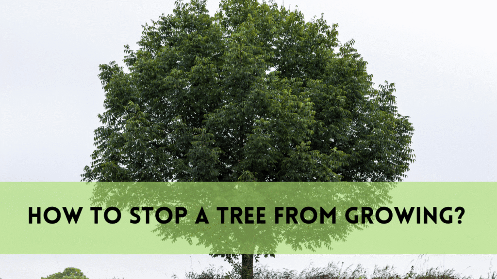 How to Remove a Small Tree | Expert Guide for Homeowners