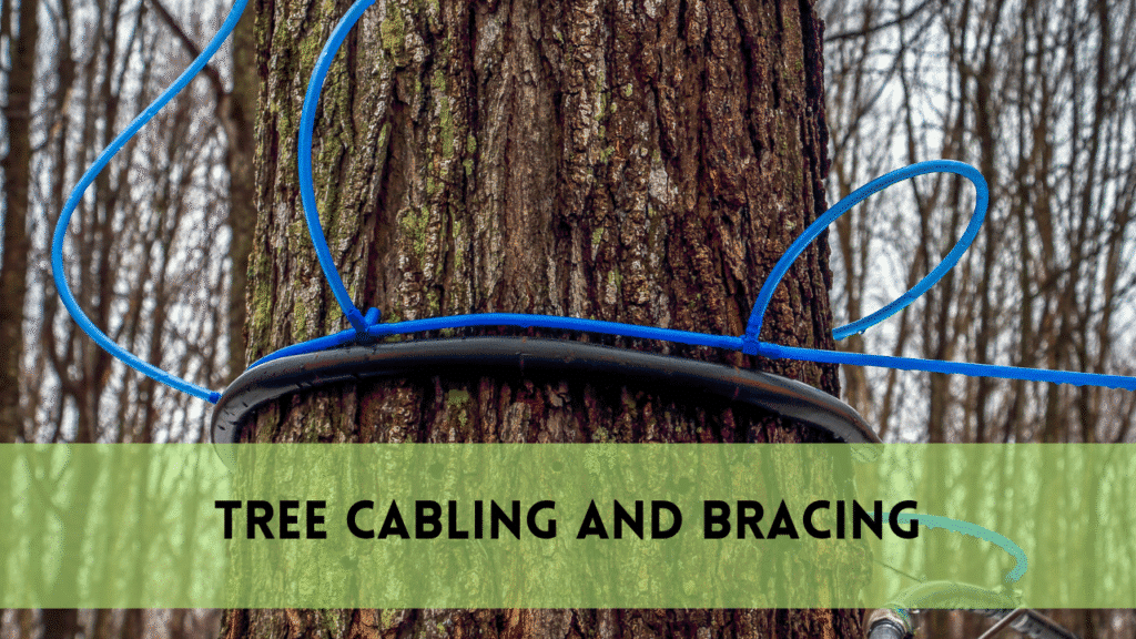 Tree Cabling and Bracing: Protecting Your Trees for Decades