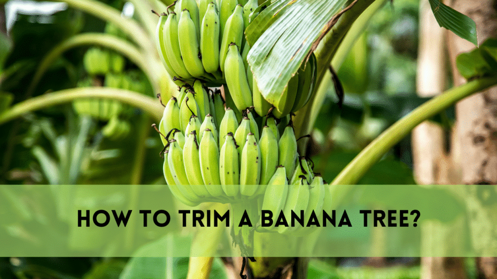 How to Trim a Banana Tree | A Complete Guide for Healthy Growth