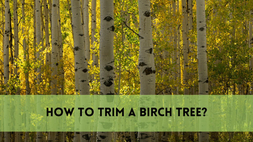 How to Trim a Birch Tree: A Complete Guide for Healthy Growth