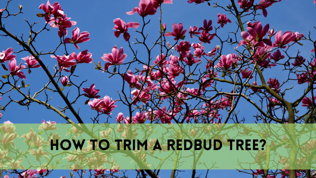 How to Trim a Redbud Tree: A Complete Guide for Healthy Growth