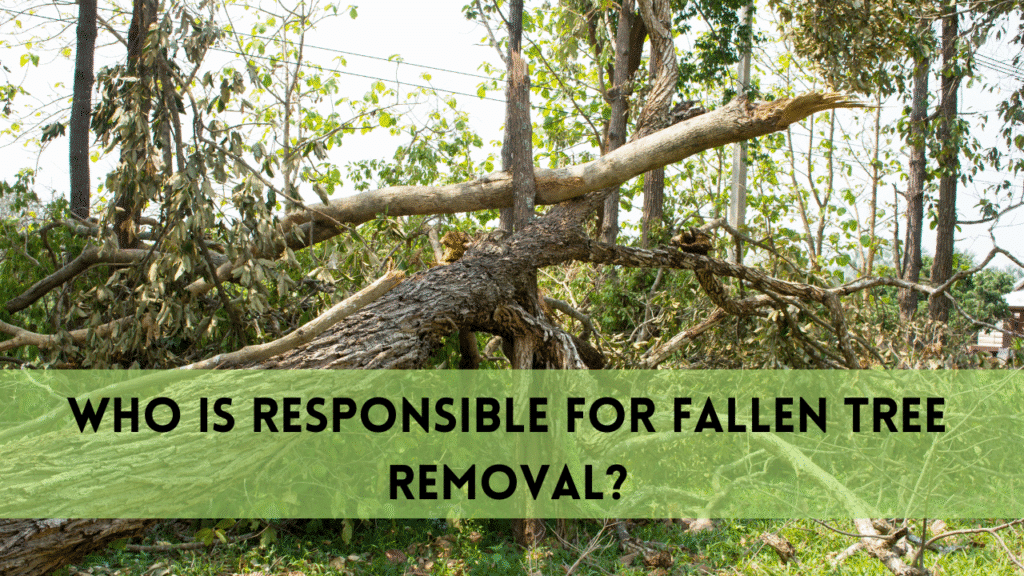 Who Is Responsible for Fallen Tree Removal? Ultimate Guide