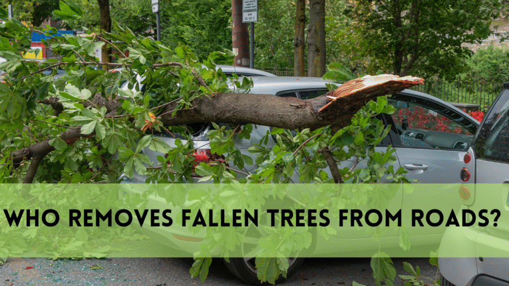 Who Removes Fallen Trees from roads The Complete Manual